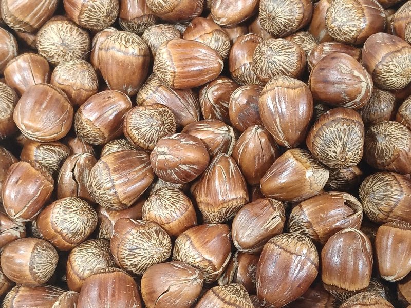 Taze Çekim